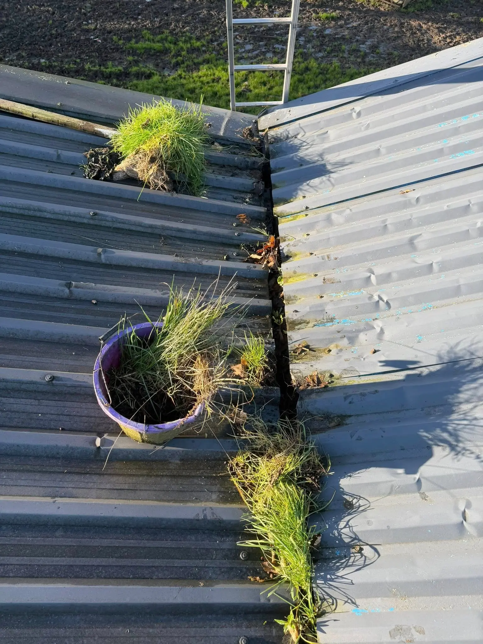 Heavily blocked gutters with grass and weeds growing on a corrugated metal roof — before cleaning